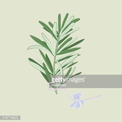 414x414 Rosemary Vector Premium Clipart