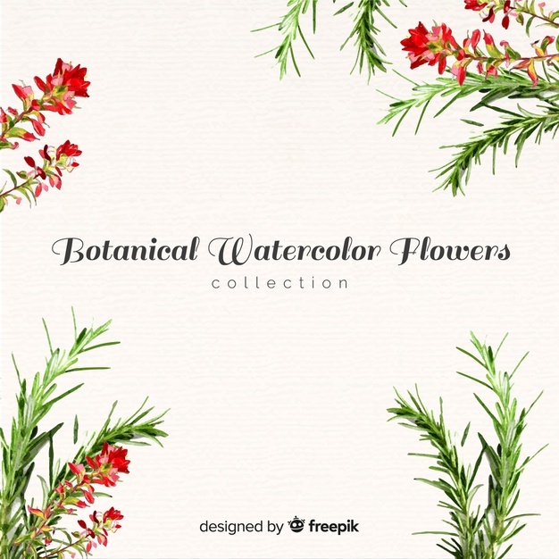 626x626 Rosemary Vectors, Photos And Free Download