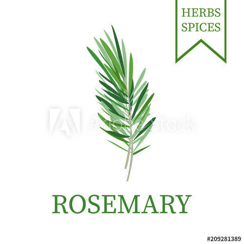 500x500 Rosemary Branch, Green Sprig Fresh Rosemary Vector Illustration