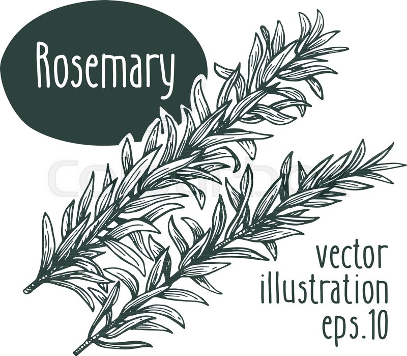 800x699 Rosemary Branch Vector Illustration Stock Vector Colourbox