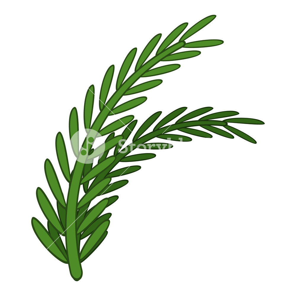 1000x1000 Fresh Rosemary Sprigs Icon Cartoon Illustration Of Fresh Rosemary