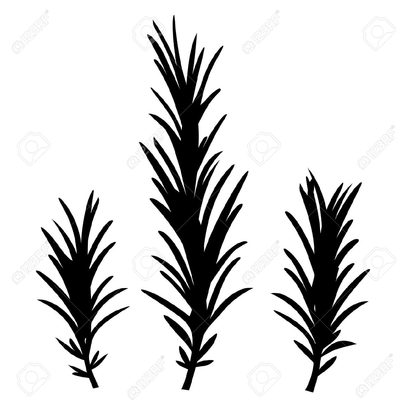 1294x1300 Rosemary Clipart Free Cliparts Download Images On Clipground