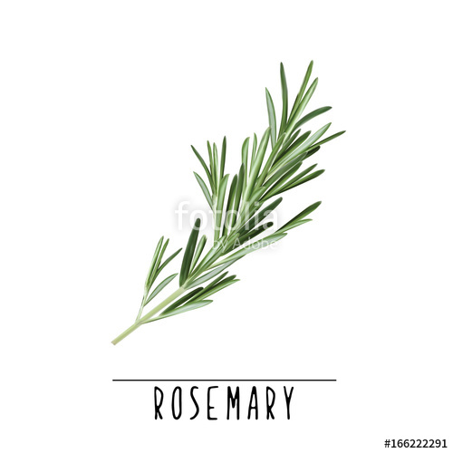 500x500 Rosemary Herb And Spice Vector Illustration Rosemary Branch