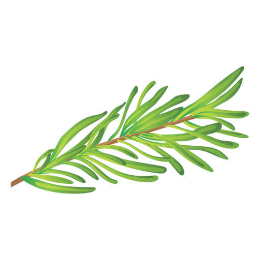 512x512 Rosemary Herb Illustration
