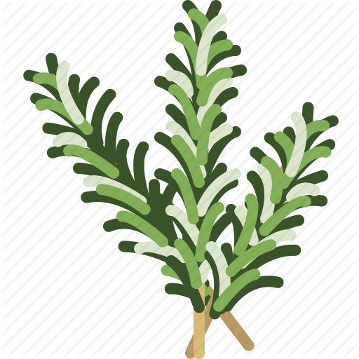 512x512 Rosemary Vector Clipart Images Gallery For Free Download Myreal