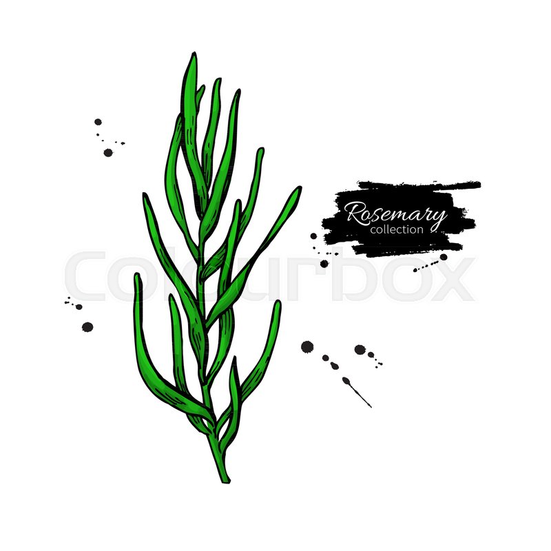 800x800 Rosemary Vector Drawing Isolated Stock Vector Colourbox