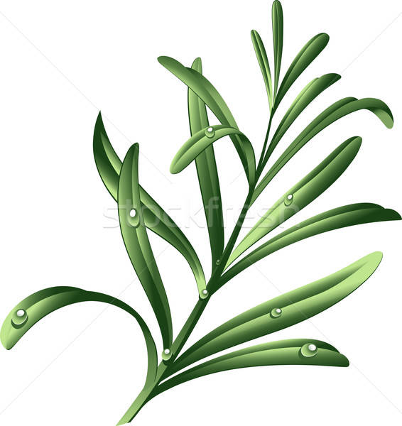 566x600 Rosemary Vector Illustration Marina Lvova