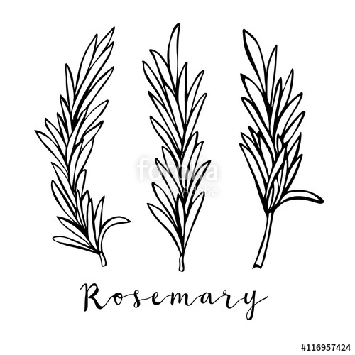 500x500 Hand Drawn Rosemary In Vector Stock Image And Royalty Free Vector