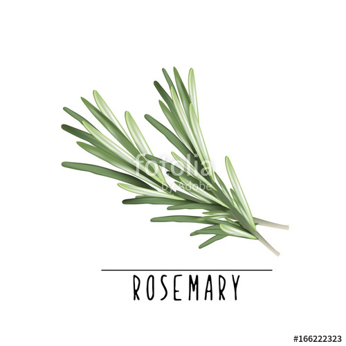 500x500 Rosemary Vector Illustration Herbs And Spices Rosemary Stock