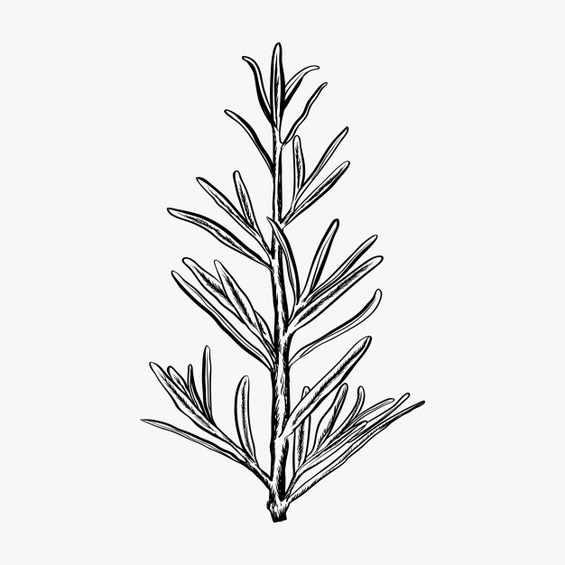 626x626 Hand Drawn Rosemary Vector Illustration Rosemary Logo Design