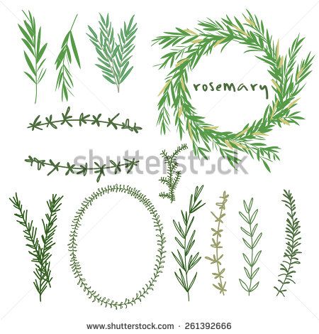 450x470 Hand Drawn Set Of Rosemary Flowers, Wreaths And Decoration