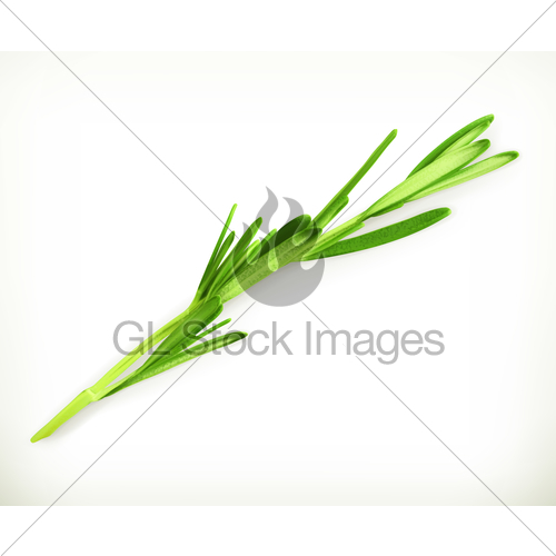 500x500 Rosemary, Vector Illustration Gl Stock Images