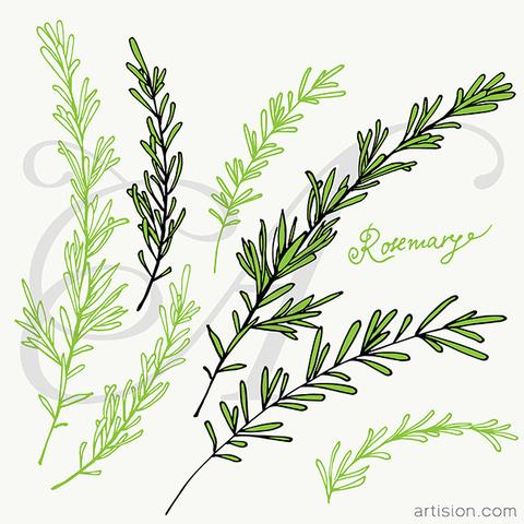 480x480 Rosemary Hand Drawn Vector Artision