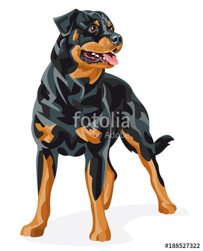 405x500 Rottweiler