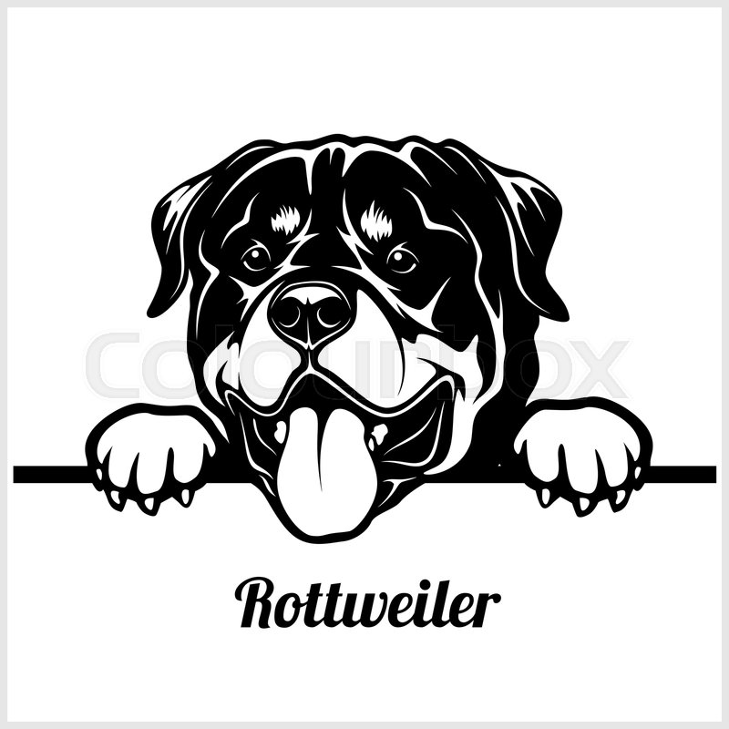 800x800 Rottweiler