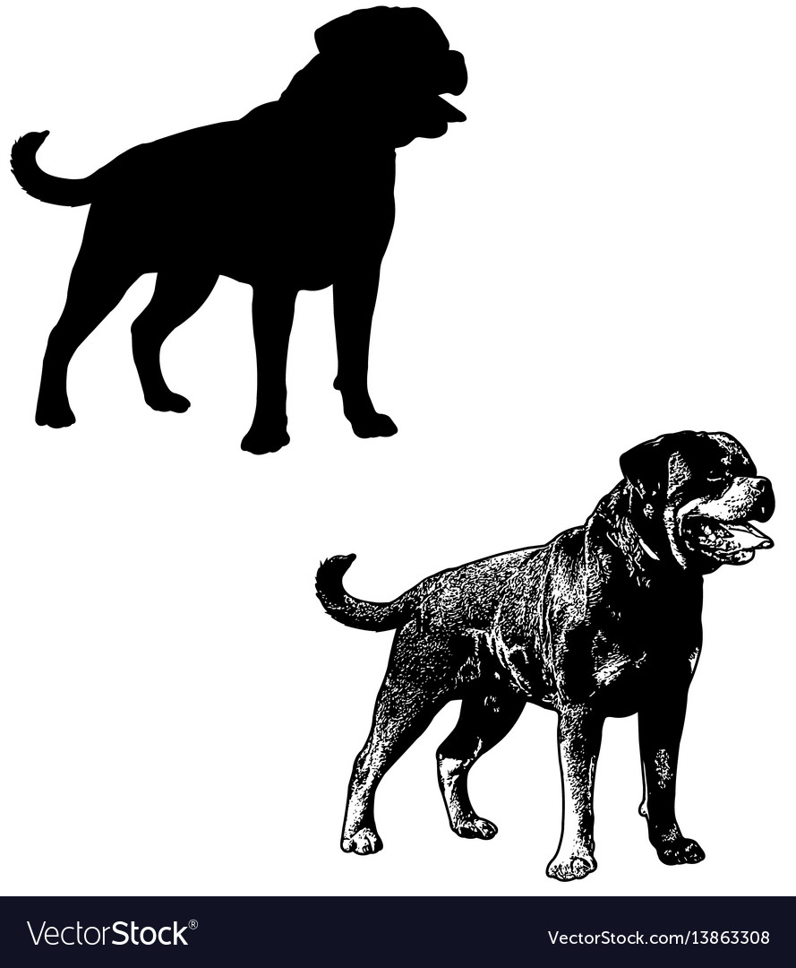Rottweiler Vector at Collection of