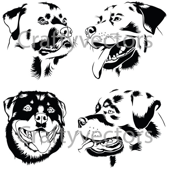 570x570 Rottweiler Portraits Vector Products