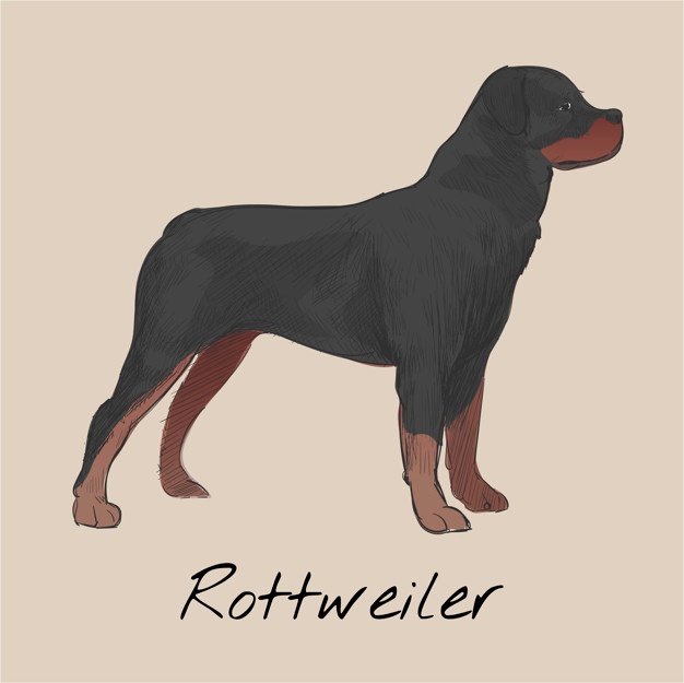 626x625 Rottweiler Vectors, Photos And Free Download