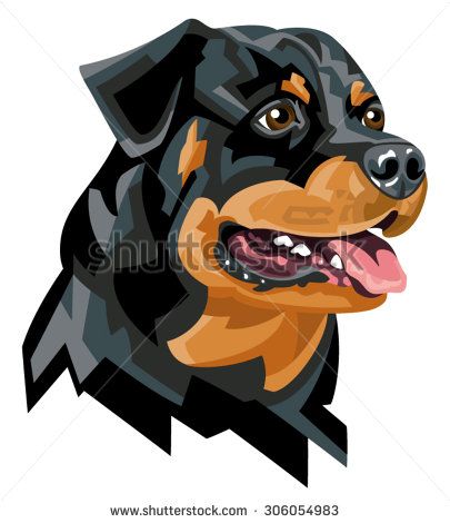 405x470 Rottweiler Purebred Dog Face Isolated On White Background