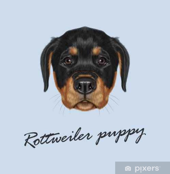 682x700 Vector Illustrated Portrait Of Rottweiler Puppy Sticker Pixers
