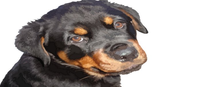 700x304 Female Rottweiler Puppy Making Eye Contact Vector Isolated Coffee