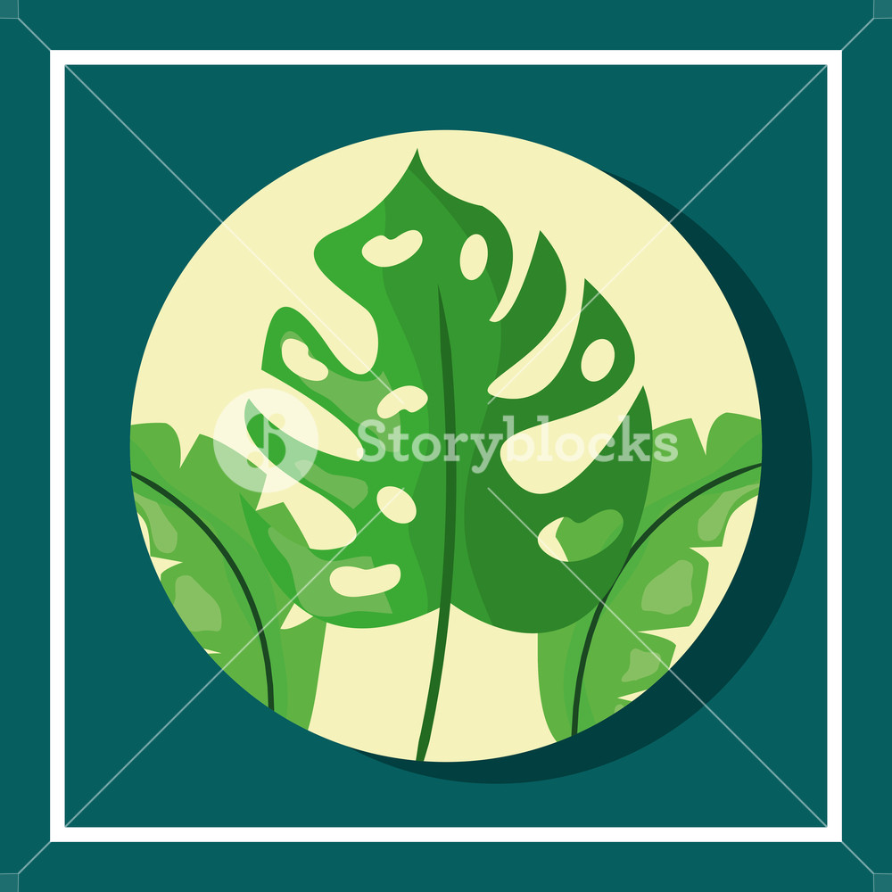 1000x1000 Tropical Leaves Round Banner Monstera Foliage Vector Illustration