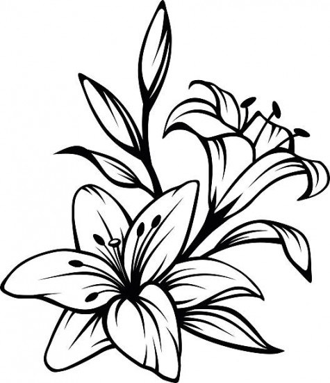 475x550 Lily Free Vector Download