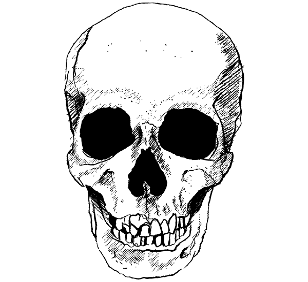 600x550 Vector Skull Free