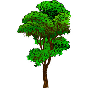 300x300 Rubber Tree Clipart