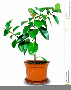 238x300 Rubber Tree Plant Clipart Free Images