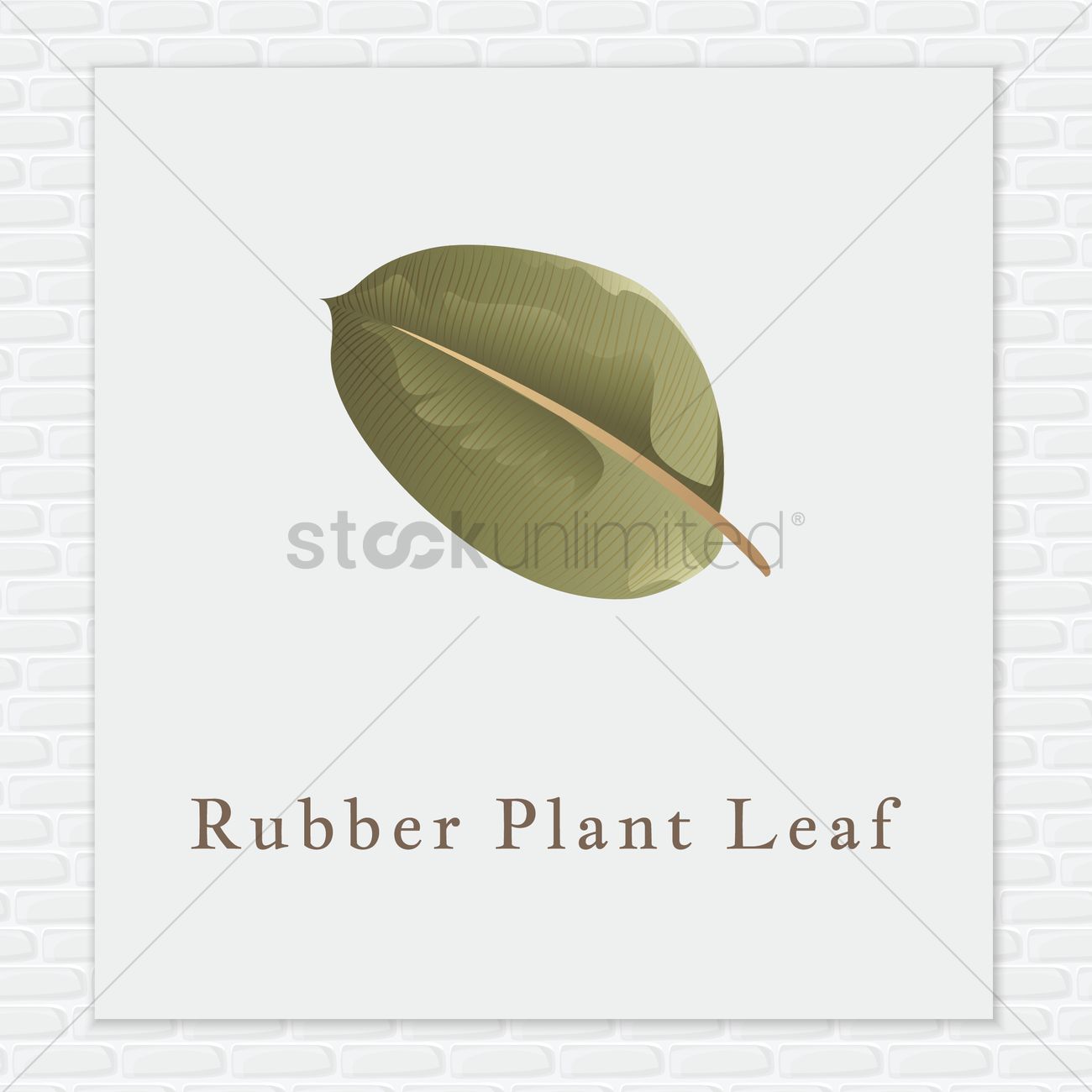 1300x1300 Rubber Plant Leaf Vector Image