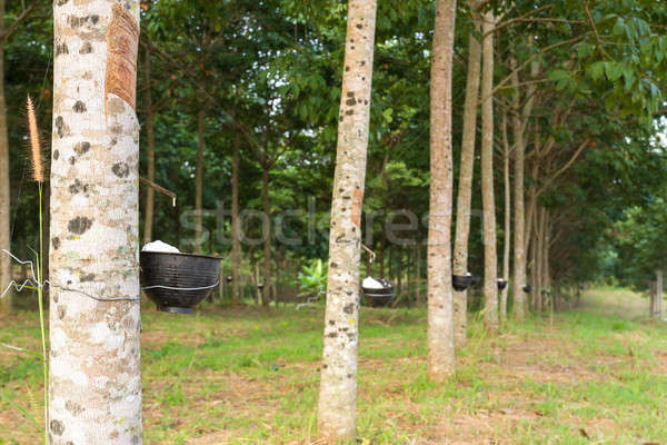 600x400 Rubber Tree Stock Photos, Stock Images And Vectors Stockfresh