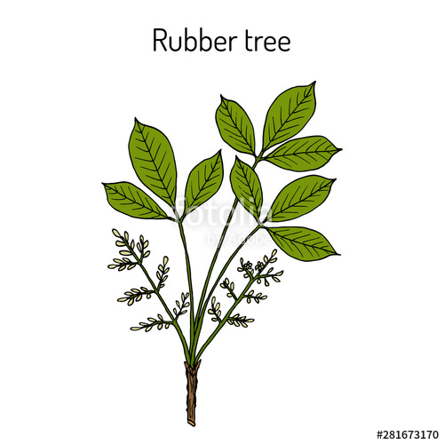 500x500 Rubber Tree Hevea Brasiliensis Stock Image And Royalty Free