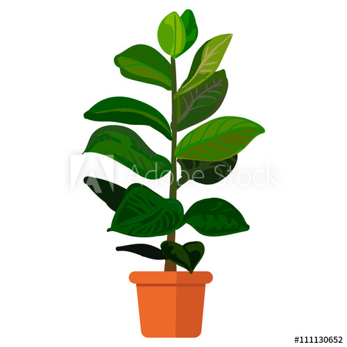 500x500 Vector Illustration Plant In Pot Rubber Plant In Pot