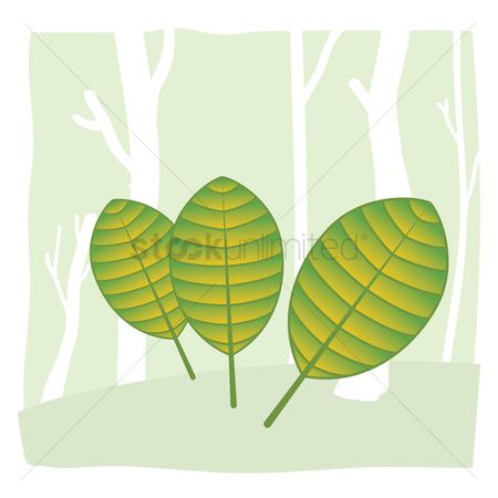 450x450 Free Rubber Tree Stock Vectors Stockunlimited