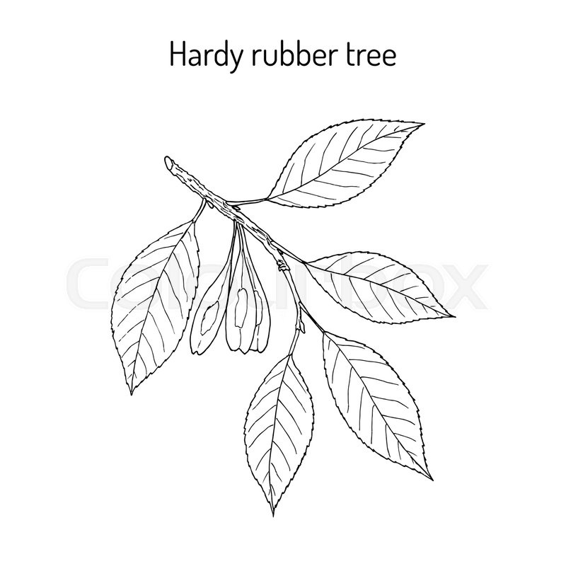 Rubber Tree Vector at Collection of Rubber Tree