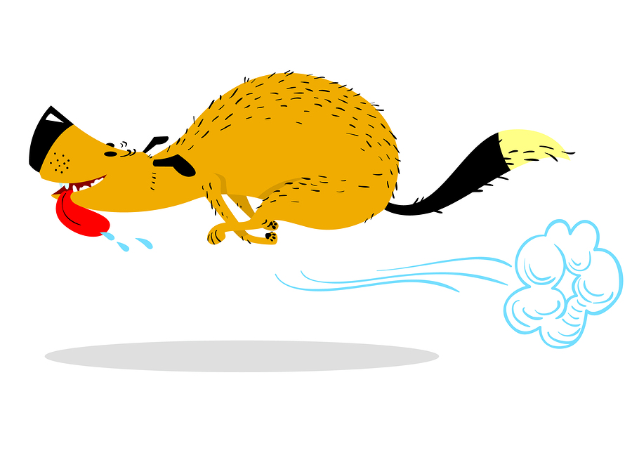 Fast Running Dog Cute Racing Pet Cartoon Jumping Dog Vector I 900x655 Fast Running Dog Cute Racing Pet Cartoon Jumping Dog Vector I