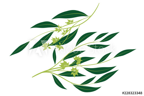 500x334 Eucalyptus Branch Decorative Greenery Of Rustic Wedding Vector