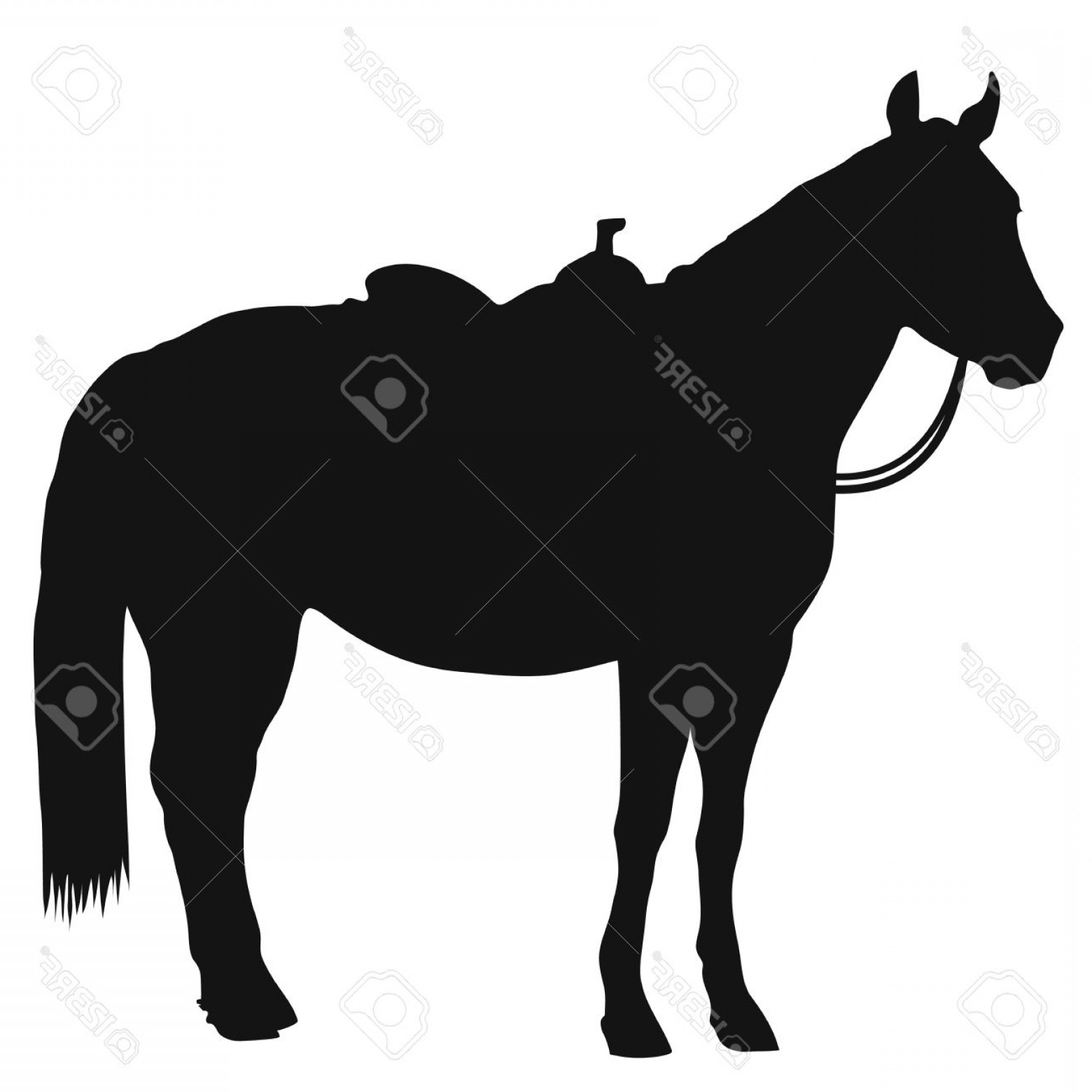 1560x1560 Photostock Vector A Black Silhouette Of A Standing Horse Wearing