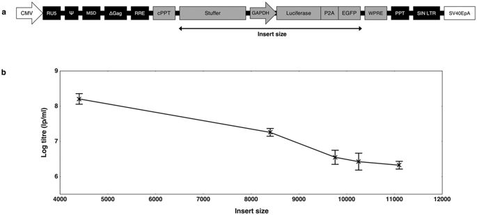 685x309 Lentiviral Vectors Can Be Used For Full Length Dystrophin Gene