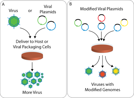 450x330 Addgene Viral Vectors