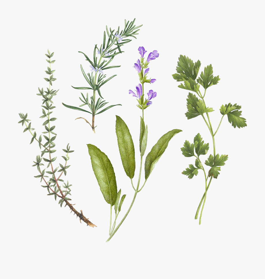 920x968 Clip Art Stock Herb Vector Sage