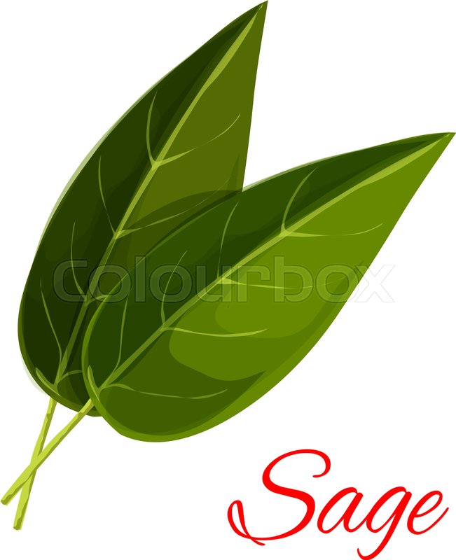 Sage Leaves Vector Isolated Aromatic Stock Vector Colourbox 651x800 Sage Leaves Vector Isolated Aromatic Stock Vector Colourbox