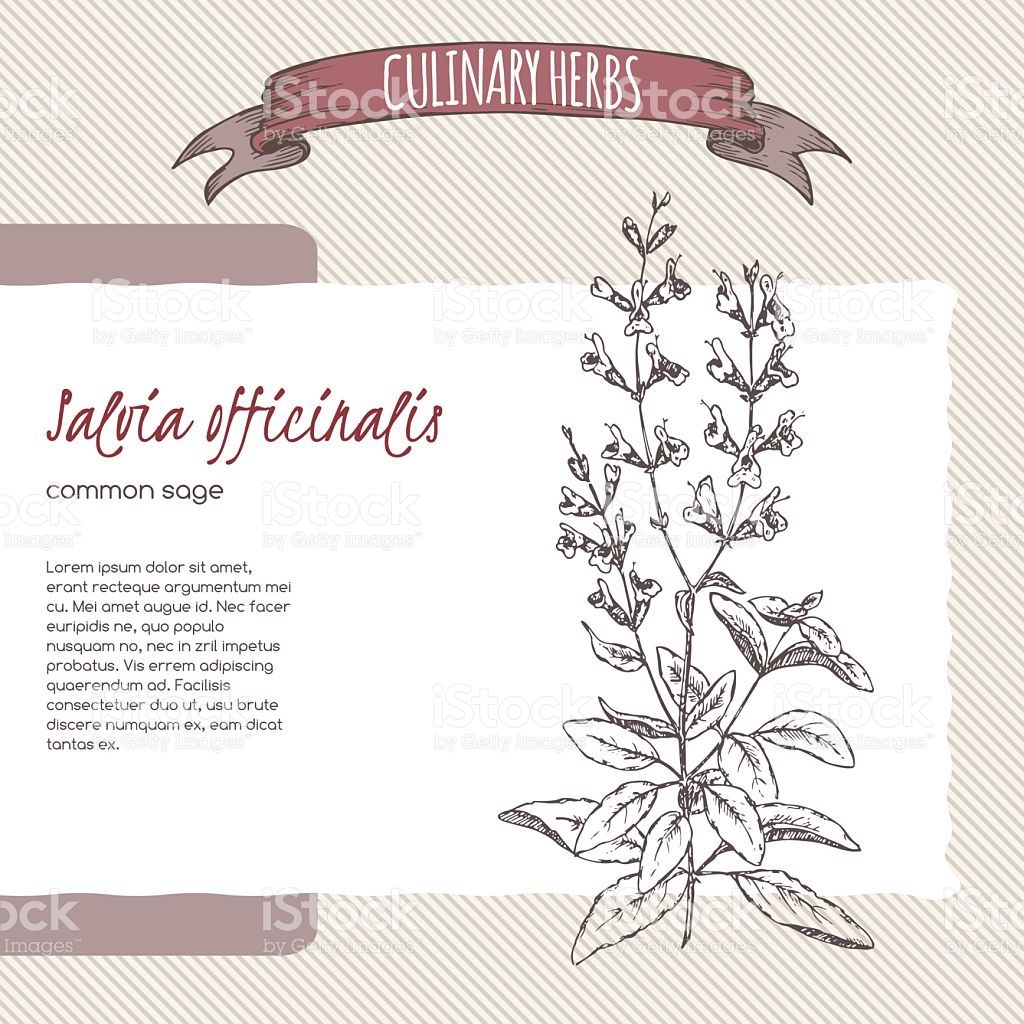 1024x1024 Salvia Officinalis Aka Common Sage Sketch Culinary Herbs Series