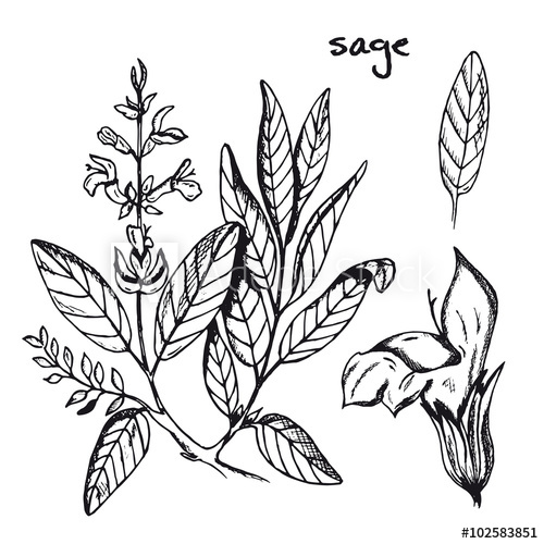 Sage Vector at Vectorified.com | Collection of Sage Vector free for ...