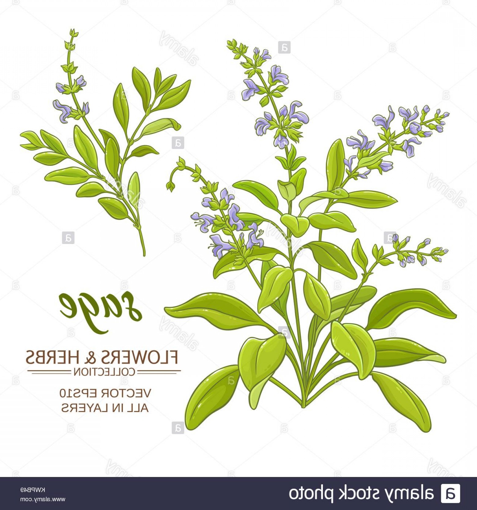 Sage Vector at Collection of Sage Vector free for personal use