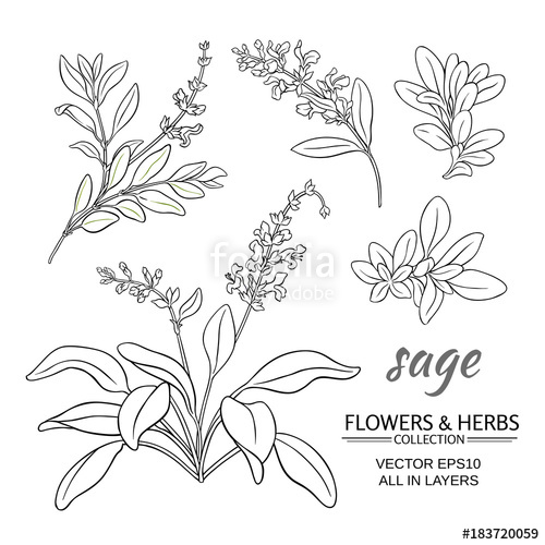 500x500 Sage Vector Set Stock Image And Royalty Free Vector