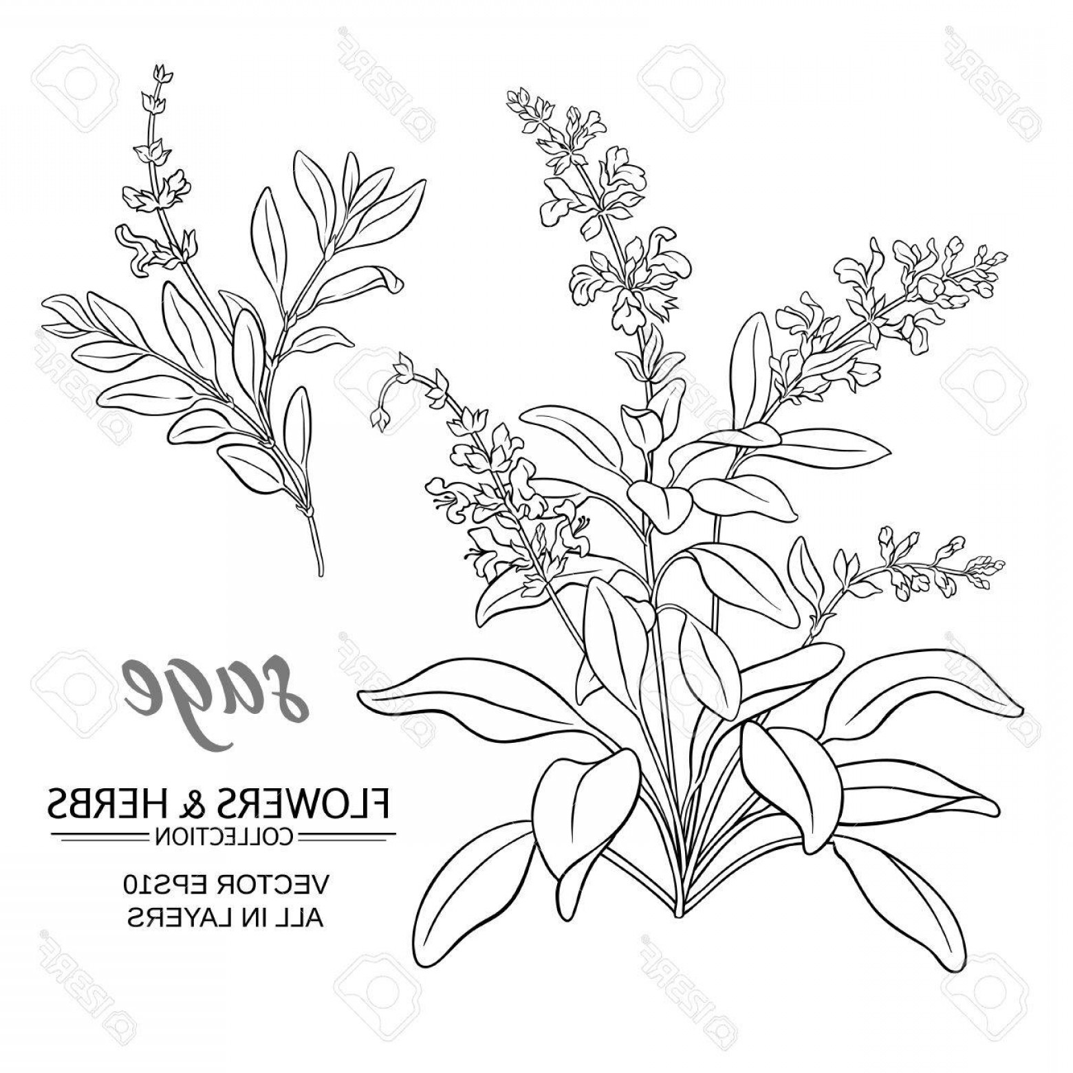 Sage Vector at Collection of Sage Vector free for