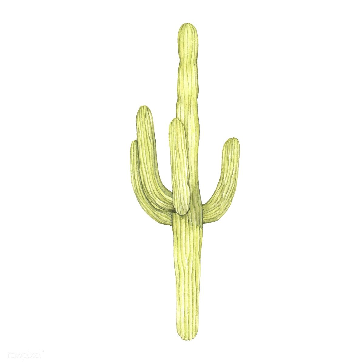 Download Premium Vector Of Hand Drawn Saguaro Cactus Isolated 1200x1200 Download Premium Vector Of Hand Drawn Saguaro Cactus Isolated