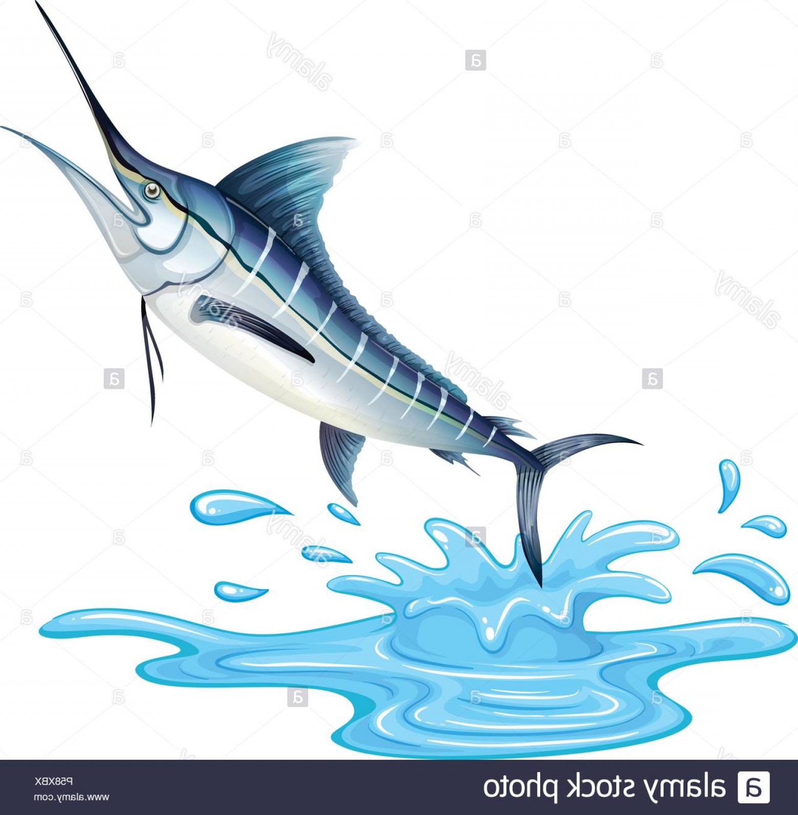 Sailfish Vector